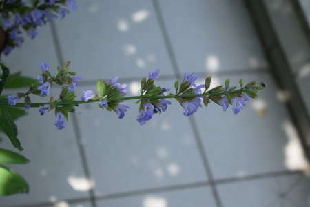 Salvia officinalis, also known as blue salvia.の写真素材