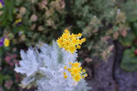 Close up of yellow flowers on the background of green plants in the gardenの写真素材