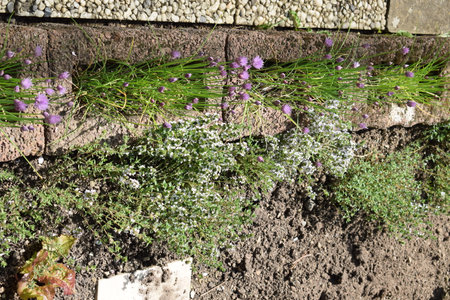 Flower bed with purple flowers in the garden, top view.の写真素材