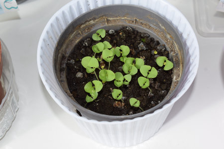 Cucumber seedlings in a pot on a white background.の写真素材