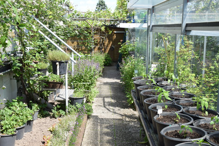 Gardening and horticulture in a modern home garden.の写真素材