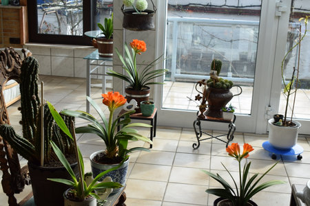 Flowers in pots on a windowsill in a cozy house.の写真素材