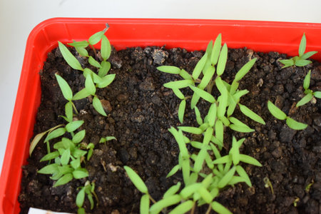 Small seedlings of tomato or cucumber in a plastic container.の写真素材