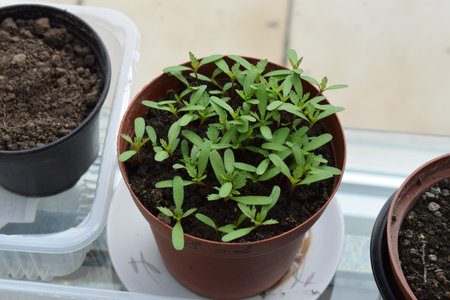 Small seedlings in a pot on a windowsill. Selective focus.の写真素材