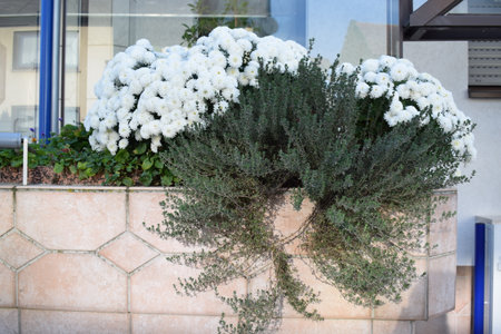 White flowers in a flowerpot on the background of the building.の写真素材