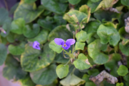 Purple viola odorata flowers with green leaves in garden.の写真素材