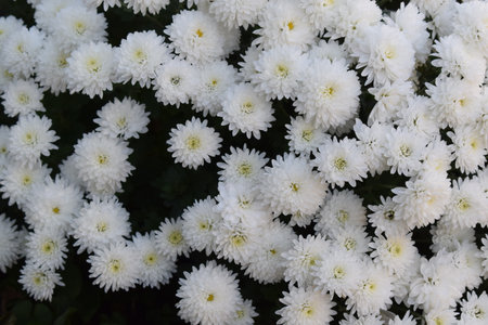 White chrysanthemum flowers in the garden, stock photoの写真素材