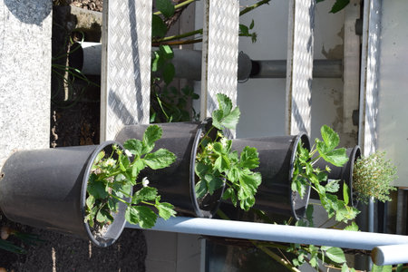 Strawberry seedlings in plastic pots on the balcony of the houseの写真素材