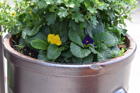 Flowerpot with primrose and pansies in the garden.の写真素材
