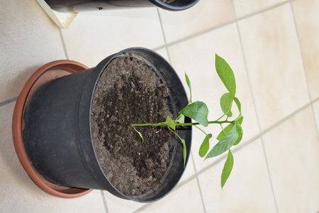 Green pepper seedling in a pot on the floor, top viewの写真素材
