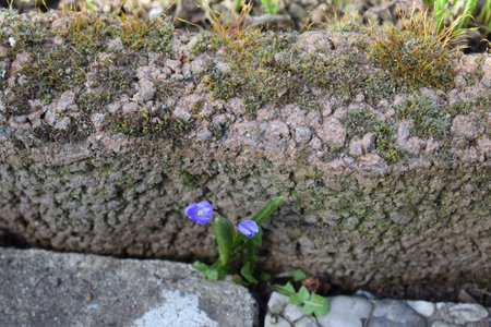 Small blue flower growing on the edge of an old brick wall.の写真素材