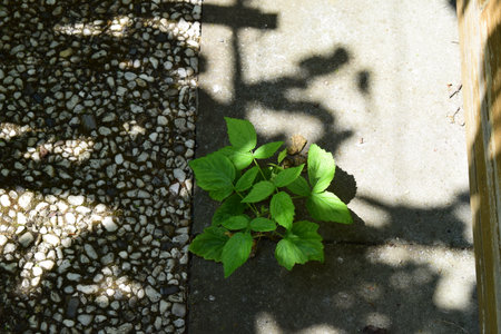 A small raspberry growing on a concrete slab with shadowの写真素材