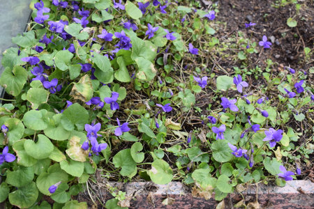 Purple viola odorata or common violets in the gardenの写真素材