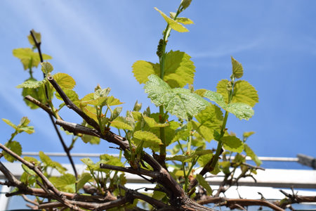 Young shoots of grapes on a background of blue sky in spring.の写真素材