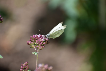 Pieris brassicae, commonly known as the cabbage whiteの写真素材