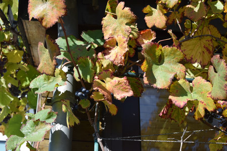 Vineyard in autumn with red, yellow and green leaves.の写真素材
