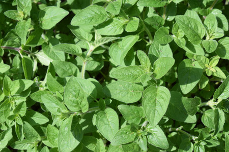 Oregano herb growing in the garden, closeup of photoの写真素材