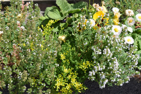 Flowerbed with different types of flowers and plants in the gardenの写真素材