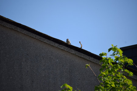 A sparrow sits on the roof of a house in the cityの写真素材