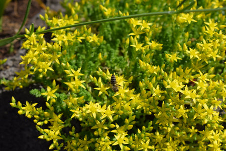 Bee on yellow flowers of sedum (succulent plant)の写真素材