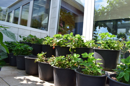 Strawberry seedlings in black plastic pots on the windowsillの写真素材