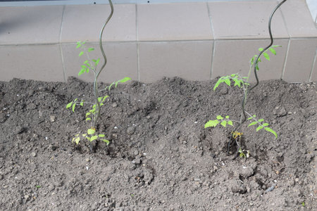 Young plants growing in the garden. Selective focus with shallow depth of field.の写真素材