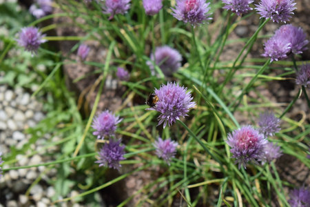 Bumblebee pollinates purple flowers of chive in the gardenの写真素材