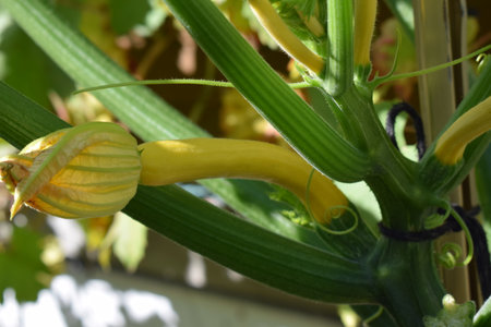 Yellow zucchini flower growing in the garden, close-upの写真素材