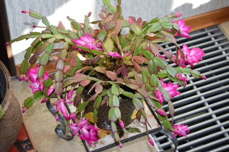 Schlumbergera truncata var. schlumbergeraの写真素材