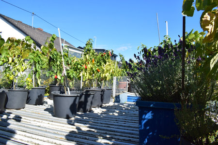 Seedlings in pots on the balcony of a country houseの写真素材