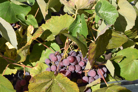 Bunches of red wine grapes on vineyard in autumn.の写真素材