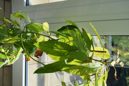 A plant with green leaves on the windowsill in the morningの写真素材