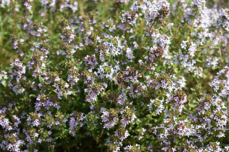 Thyme blossoms in the garden. Shallow depth of field.の写真素材