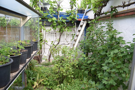 Garden in a hothouseの写真素材