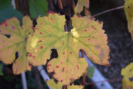 autumn grape leaves in vineyard, close up of green and yellow leavesの写真素材