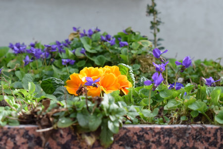 Colorful pansy flowers with green leaves and purple violetsの写真素材