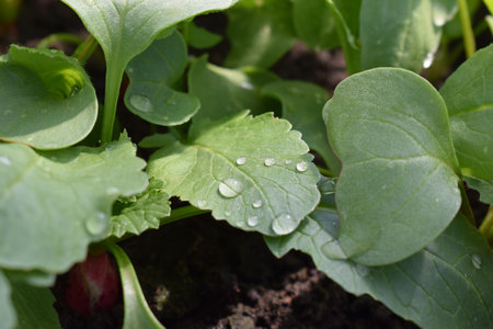 Water droplets on the leaves of radish in the garden.の写真素材