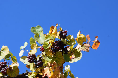 Grapes on a vineyard in the fall season with blue skyの写真素材