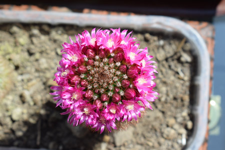 Blooming Mammillaria cactus in pot. Close up.の写真素材