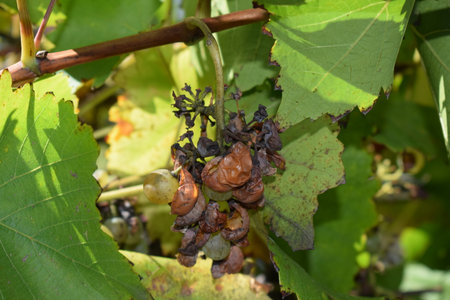 Grapes on the vineyards of the Lavaux region in Switzerlandの写真素材