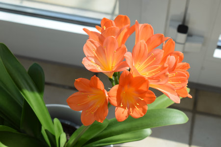 Beautiful orange flowers on the windowsill.の写真素材