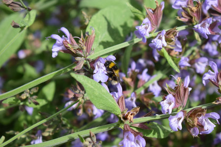 Bumblebee collecting nectar from purple flowers of salvia officinalisの写真素材