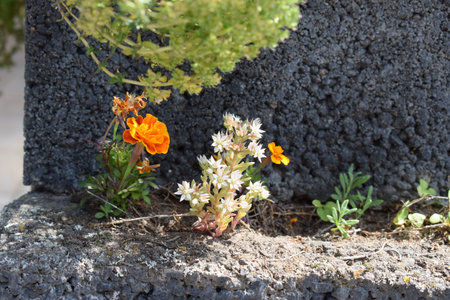 Flowerbed with orange and white spring flowers.の写真素材