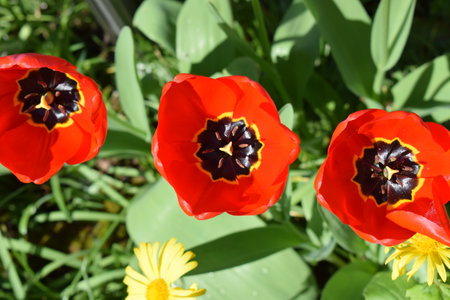 Red tulips on a background of green grass in the garden.の写真素材