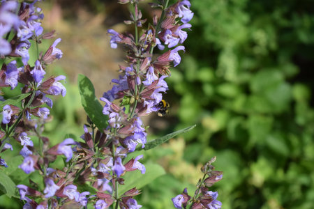 Salvia officinalis, commonly known as salvia officinalisの写真素材