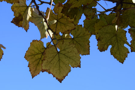 Maple leaves against the blue sky in autumn, closeup of photoの写真素材