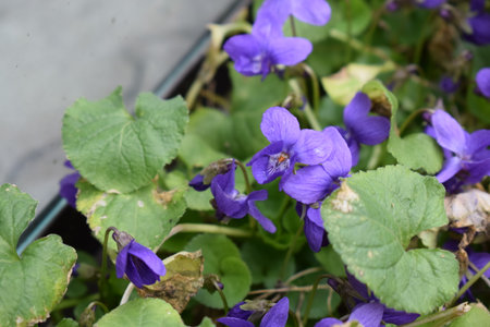 Viola odorata or common violets in a pot.の写真素材