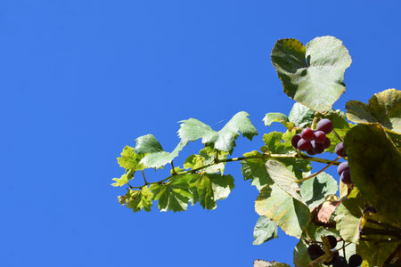 Ripe grapes on the vine in the vineyard against the blue skyの写真素材