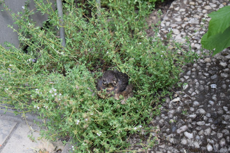 The nestling of a small blackbird on a stone path.の写真素材