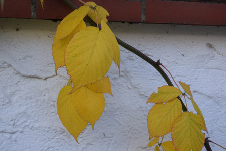 Autumn leaves on the wall of a house in the village.の写真素材